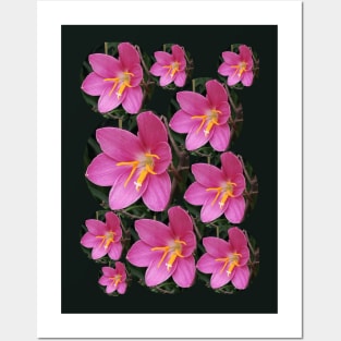 pink rain lily Posters and Art